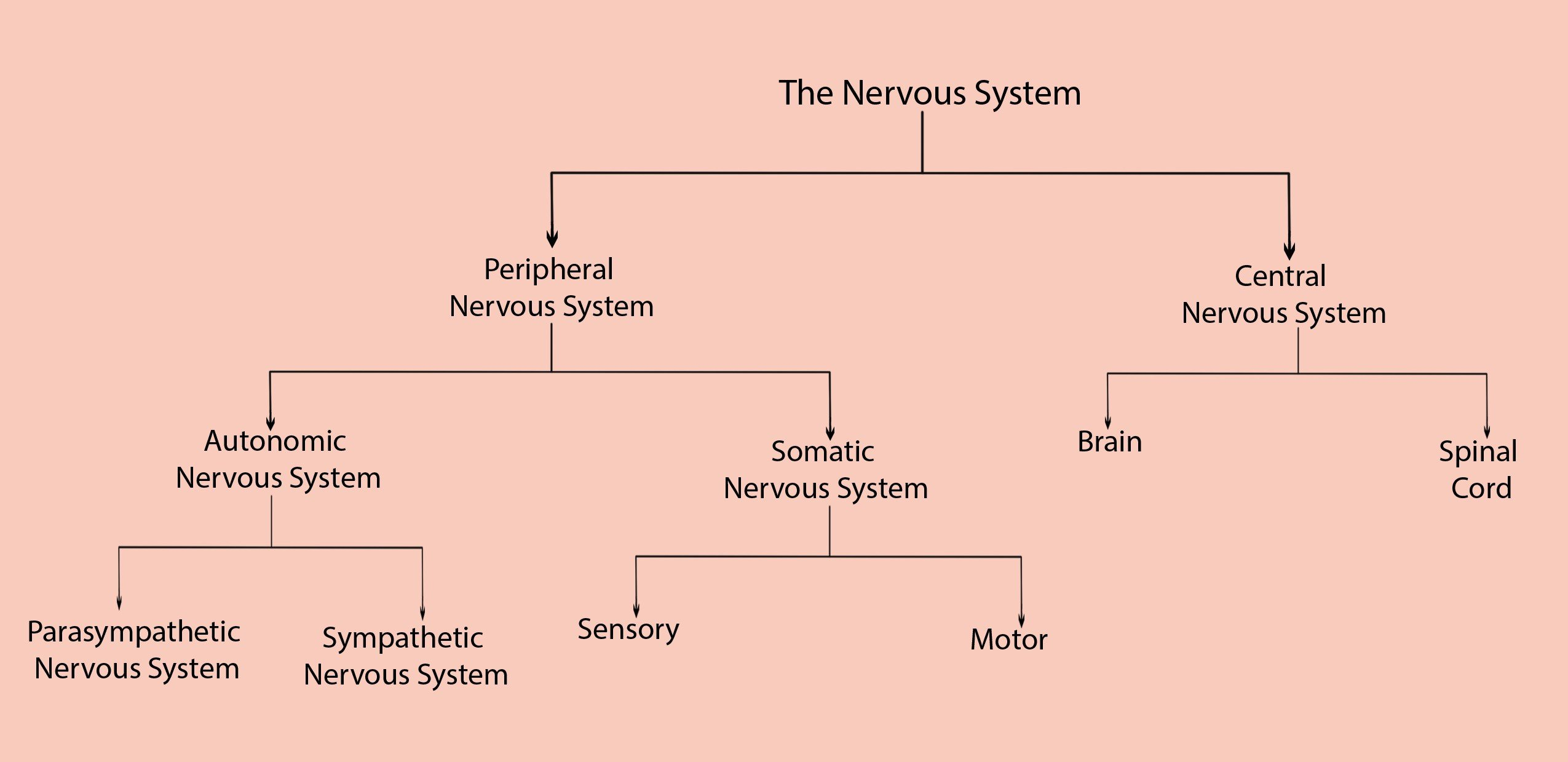 Organization Of The Nervous System Along With Organization Of The Nervous System Worksheet Answers