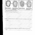 Osmosis And Tonicity Worksheet Answers  Briefencounters Intended For Osmosis And Tonicity Worksheet