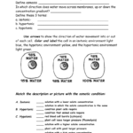 Osmosis And Tonicity Worksheet For Cell Membrane And Tonicity Worksheet