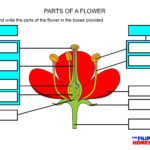 Parts Of A Flower Worksheet – The Filipino Homeschooler And Flower Anatomy Worksheet Key