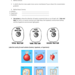 Passive  Active Transport Worksheet Or Osmosis And Tonicity Worksheet