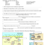 Passive And Active Transport Name Along With Passive Transport Worksheet