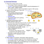 Pdf Ch 9 Lecture Notes Regarding Cellular Respiration Worksheet Pdf