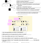 Pedigree Review Worksheet As Well As Sickle Cell Anemia Worksheet