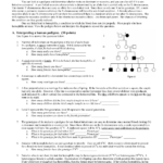 Pedigree Worksheet 2 Intended For Genetics Pedigree Worksheet Answer Key