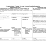 Peripheral And Central Nervous System Graphic Organizer Intended For Organization Of The Nervous System Worksheet Answers