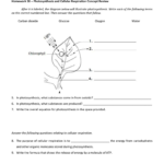 Photosynthesis And Cell Respiration Concept Review Or Photosynthesis And Cellular Respiration Review Worksheet Answer Key