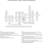 Photosynthesis And Cellular Respiration Crossword  Wordmint Throughout Cellular Respiration Worksheet High School