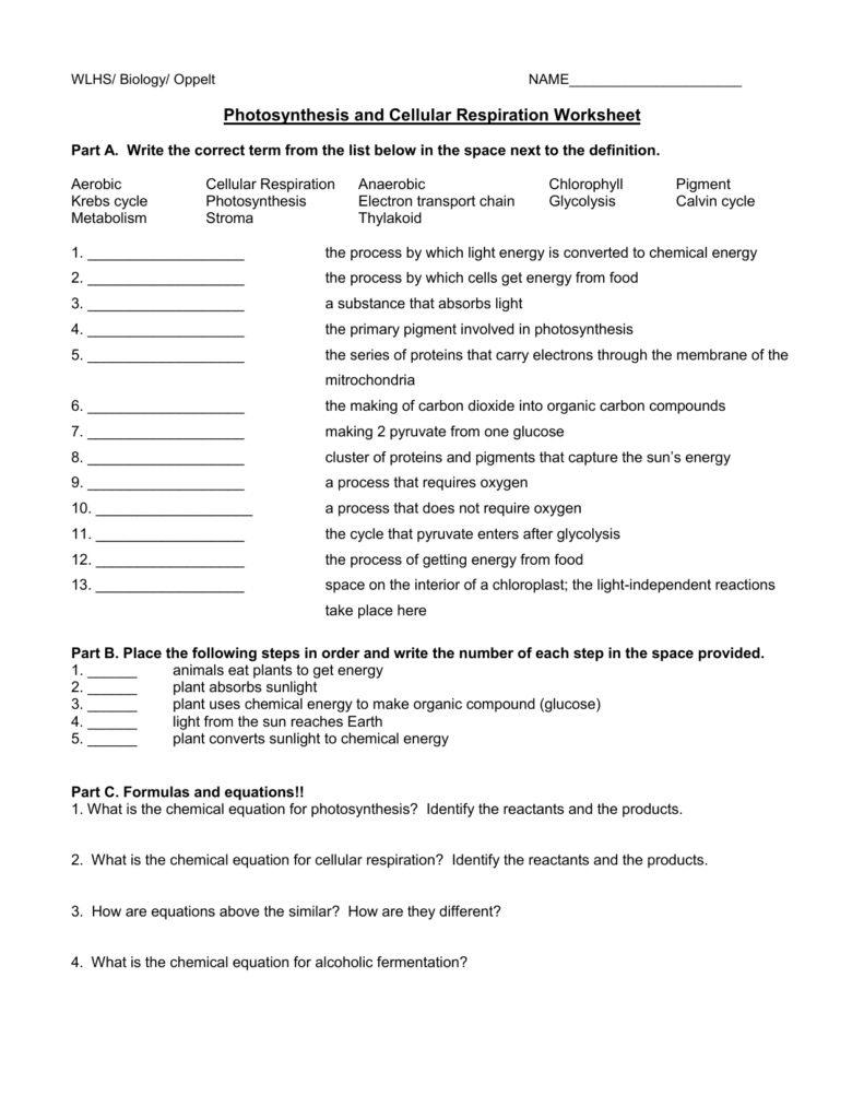 Photosynthesis And Cellular Respiration Review Worksheet ...