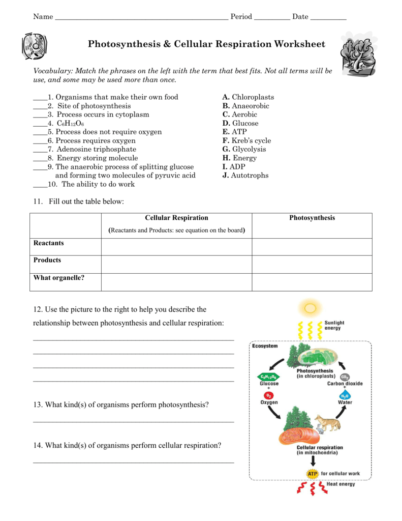 Photosynthesis  Cellular Respiration Worksheet Along With Cellular Respiration Worksheet High School