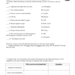 Photosynthesis  Cellular Respiration Worksheet In Photosynthesis And Cellular Respiration Worksheet Answers
