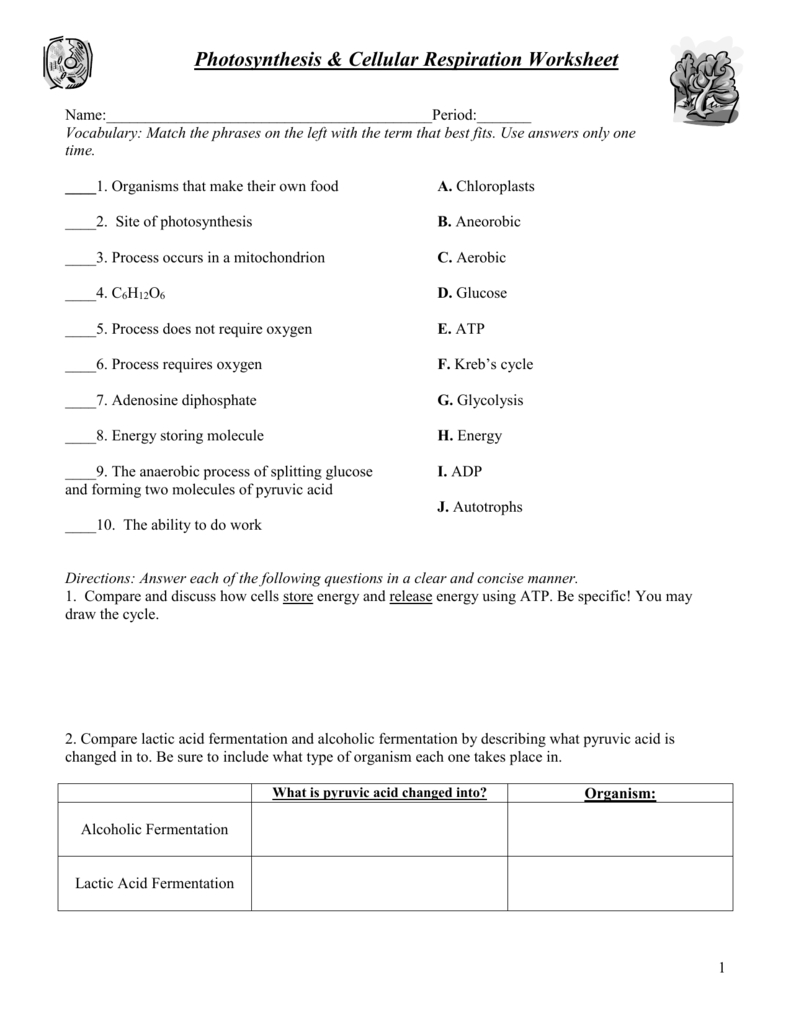 Photosynthesis  Cellular Respiration Worksheet In Photosynthesis And Cellular Respiration Worksheet Answers