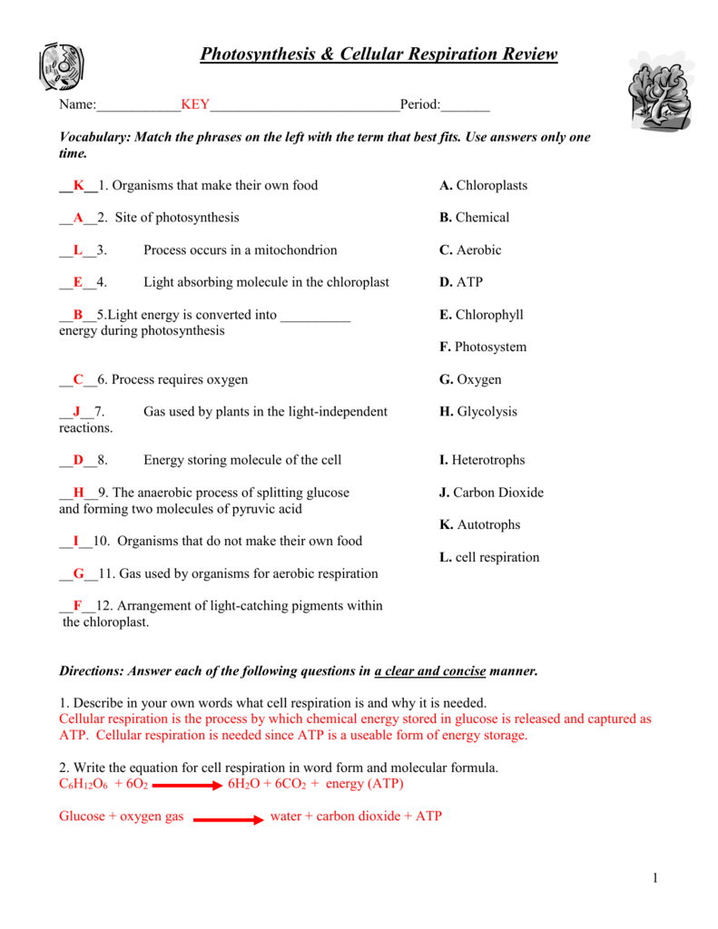 Photosynthesis  Cellular Respiration Worksheet Inside Photosynthesis Amp Cellular Respiration Worksheet Answers