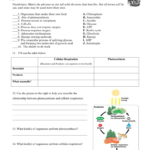 Photosynthesis  Cellular Respiration Worksheet Intended For Photosynthesis Worksheet High School