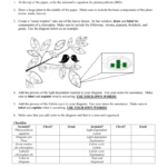 Photosynthesis Diagram For Photosynthesis Diagrams Worksheet Answers