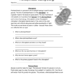 Photosynthesis Making Energy For Photosynthesis Worksheet Answer Key