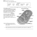 Photosynthesis Review Worksheet Inside Photosynthesis Worksheet Answers