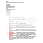 Photosynthesis Review Worksheet With The Absorption Of Light By Photosynthetic Pigments Worksheet Answers
