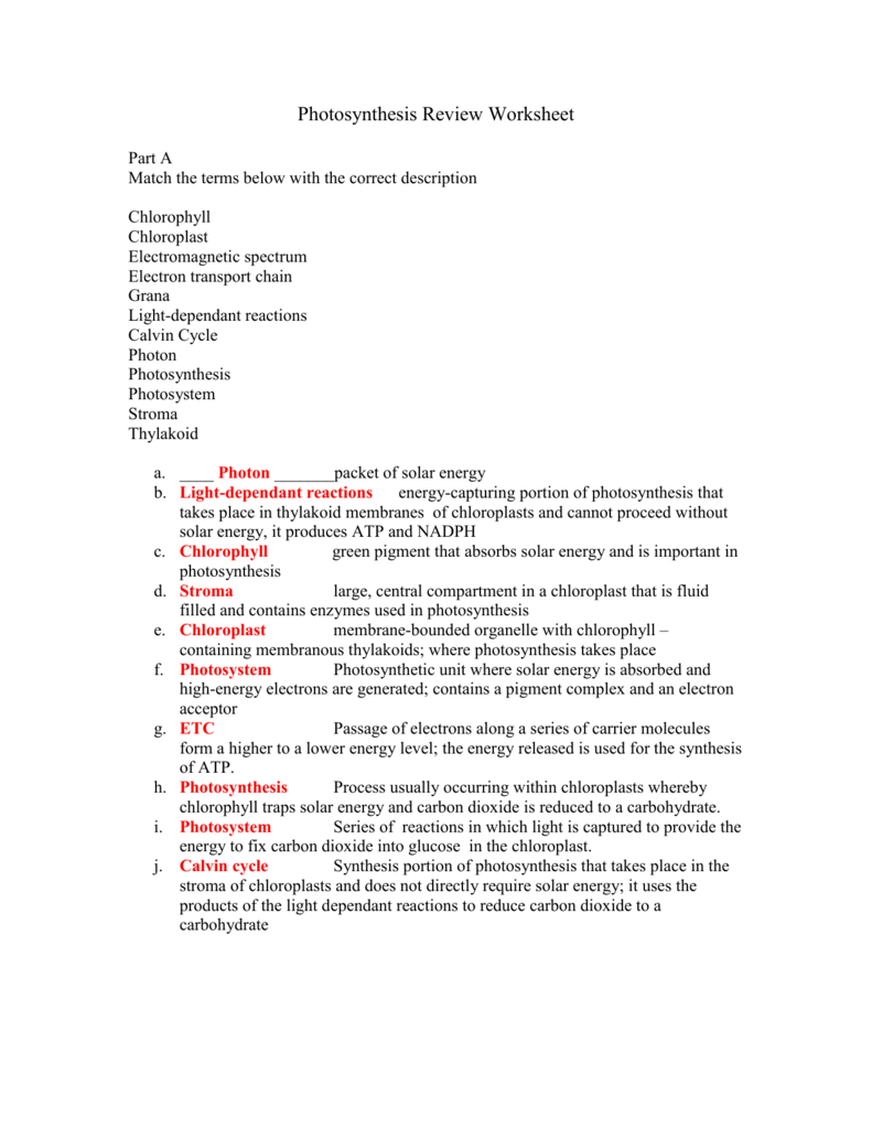 Photosynthesis Review Worksheet Within The Absorption Of Chlorophyll Worksheet Answers