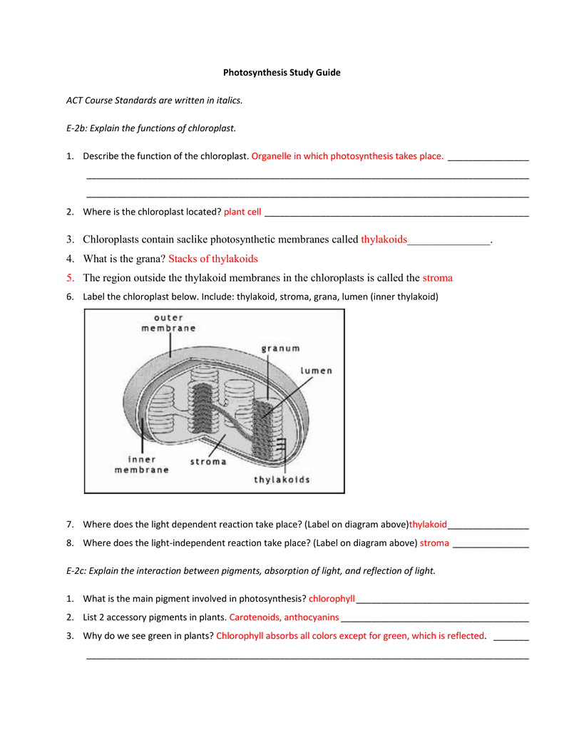 Photosynthesis Study Guide Answer Key Pertaining To The Absorption Of Light By Photosynthetic Pigments Worksheet Answers