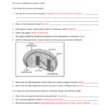 Photosynthesis Study Guide Answer Key Throughout The Absorption Of Chlorophyll Worksheet Answers