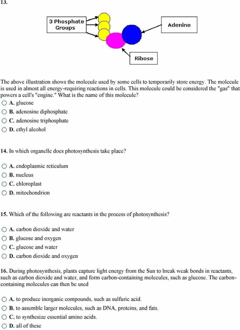 Photosynthesis Worksheet Middle School  Briefencounters With Photosynthesis Worksheet Middle School