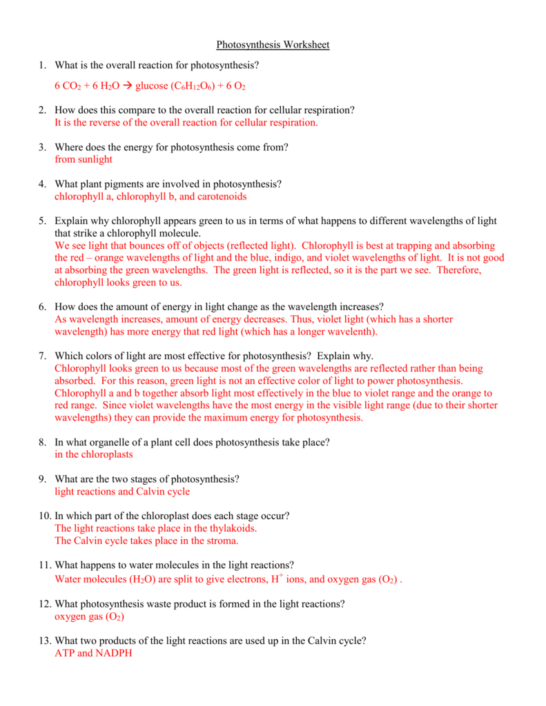 Photosynthesis Worksheet With Regard To Photosynthesis Worksheet Answer Key