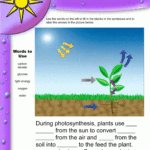 Photosynthesis Worksheets For Elementary Classrooms With Regard To Photosynthesis Worksheet High School