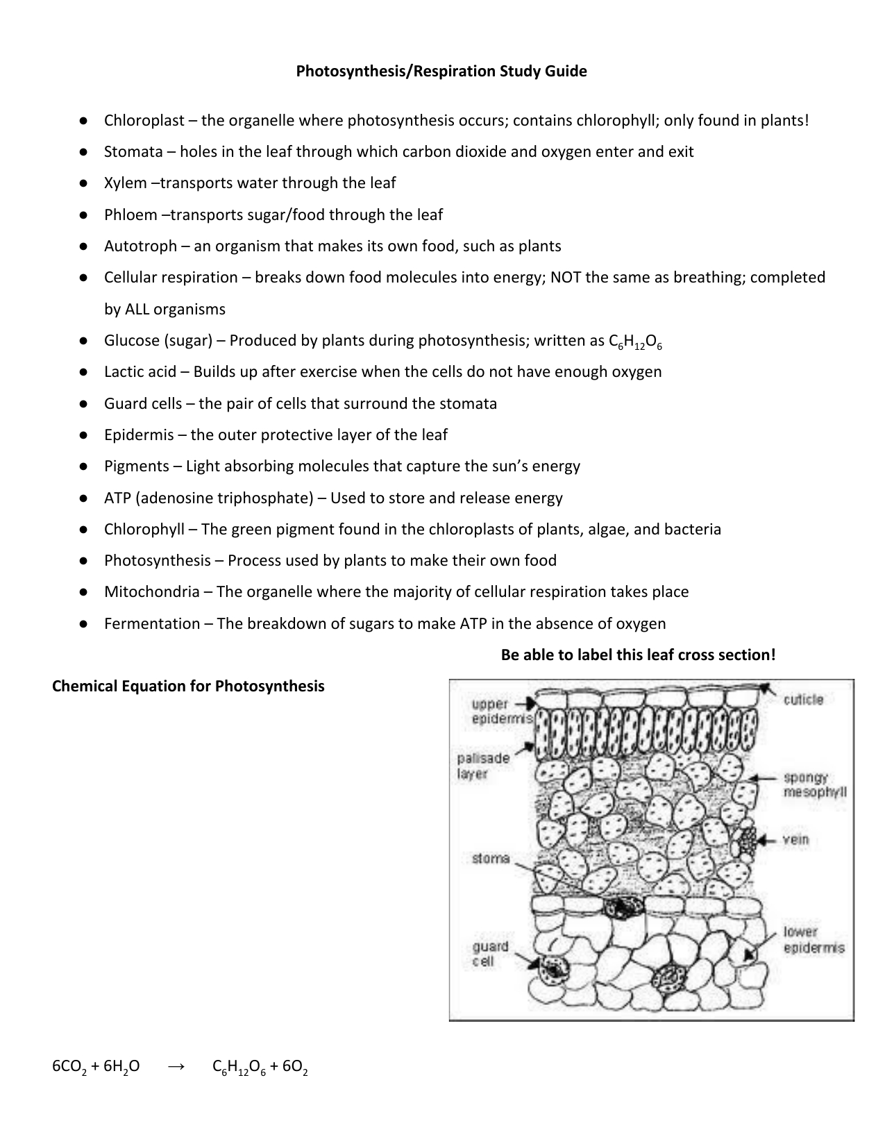 Photosynthesisrespiration Study Guide Chloroplast – The Organelle Pertaining To Cellular Respiration Breaking Down Energy Worksheet Answers