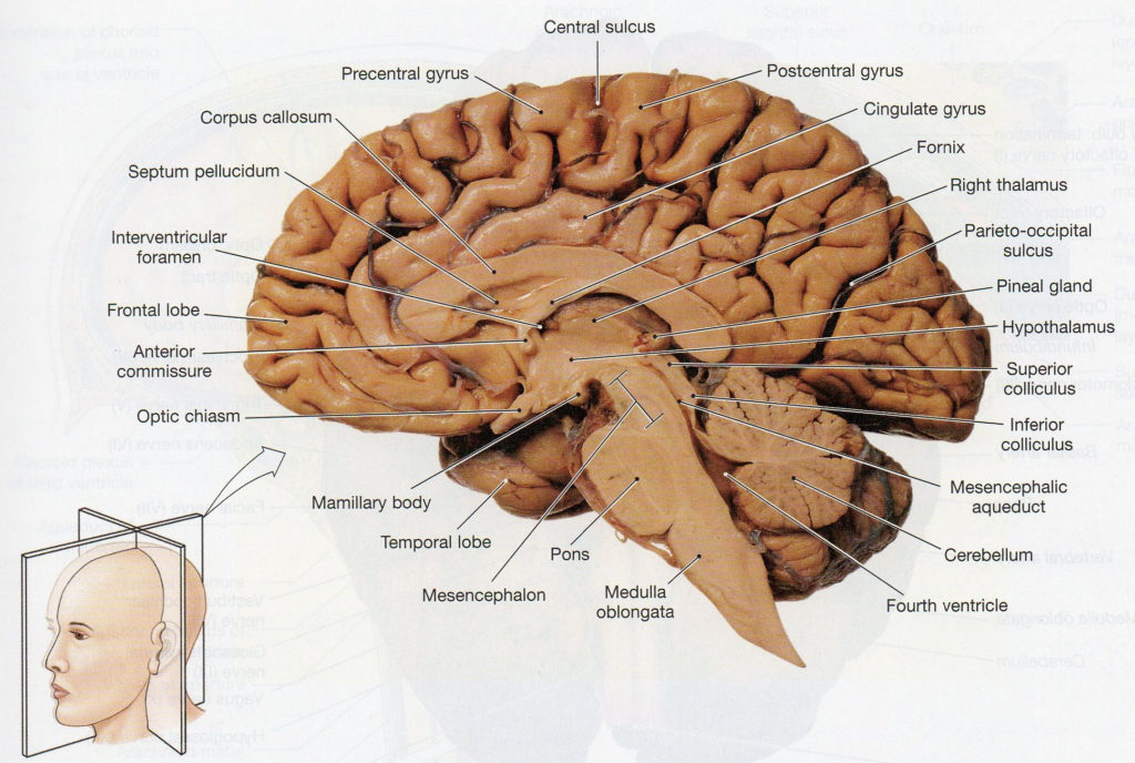 Physiological Psychology inside Sheep Brain Dissection Worksheet ...