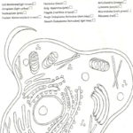 Plant And Animal Cell Coloring Worksheets Animal Cell Coloring Intended For Plant Cell Coloring Worksheet Key