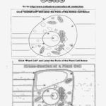 Plant And Animal Cell Coloring Worksheets Beautiful Mean Median Mode For Comparing Plant And Animal Cells Worksheet