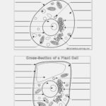 Plant And Animal Cell Coloring Worksheets Beautiful Mean Median Mode With Regard To Animal And Plant Cell Labeling Worksheet