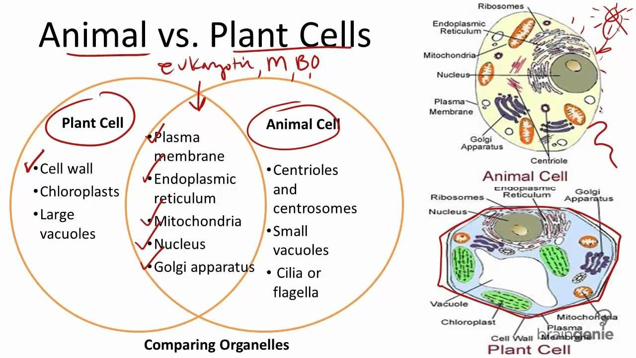Plant Cell And Animal Cell Diagram With Label Fresh Cells Blank Also Cells Alive Animal Cell Worksheet Answer Key