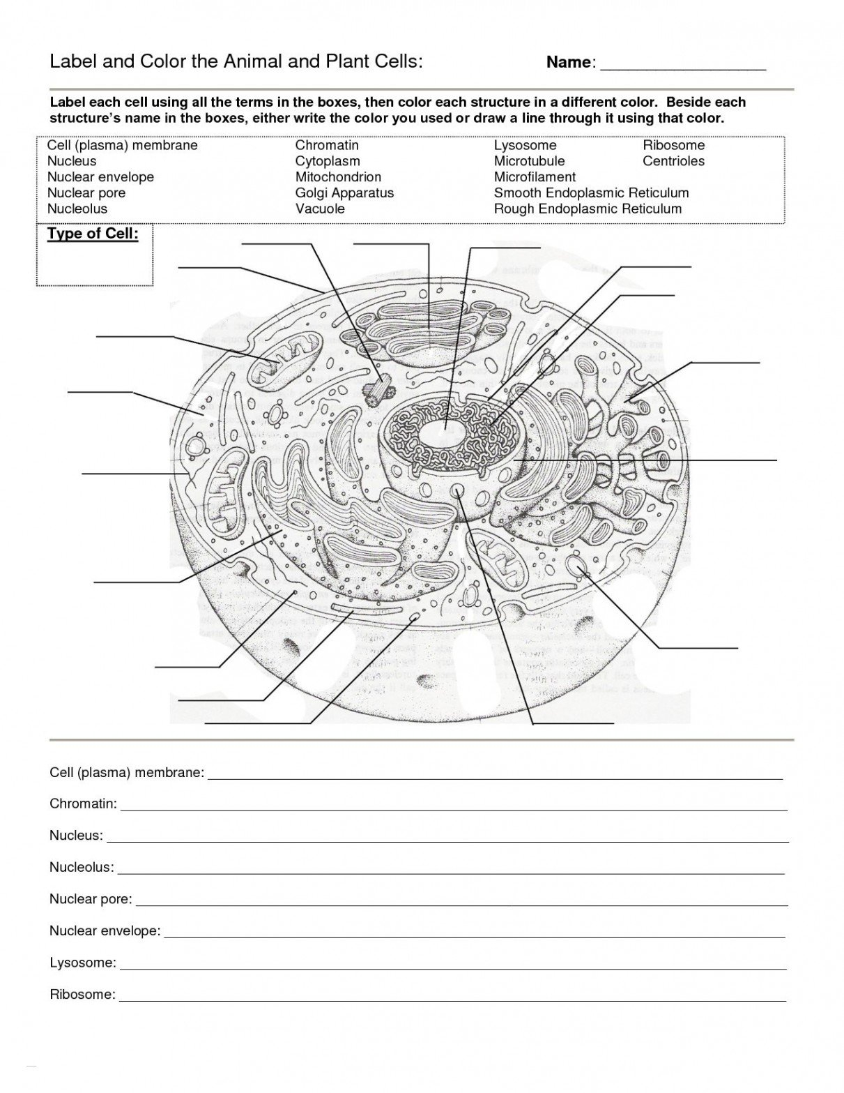 Plant Cell And Animal Cell Diagram With Label Fresh Cells Blank For Cells Alive Animal Cell Worksheet Answer Key