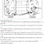 Plant Cell And Animal Cell Diagram With Label Fresh Cells Blank In Cells Alive Animal Cell Worksheet Answer Key