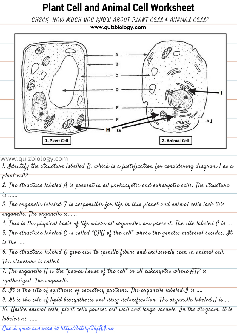 Plant Cell And Animal Cell Diagram With Label Fresh Cells Blank In Cells Alive Animal Cell Worksheet Answer Key