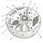 Plant Cell And Animal Cell Diagram With Label Fresh Cells Blank Or Cells Alive Animal Cell Worksheet Answer Key