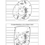 Plant Cell And Animal Cell Diagram With Label Fresh Cells Blank Regarding Cells Alive Animal Cell Worksheet Answer Key