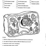 Plant Cell Coloring Diagram Worksheet Answers For Animal Cell For Animal Cell Coloring Worksheet