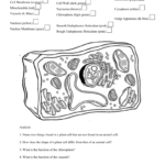 Plant Cell Coloring Intended For Plant Cell Coloring Worksheet Answers
