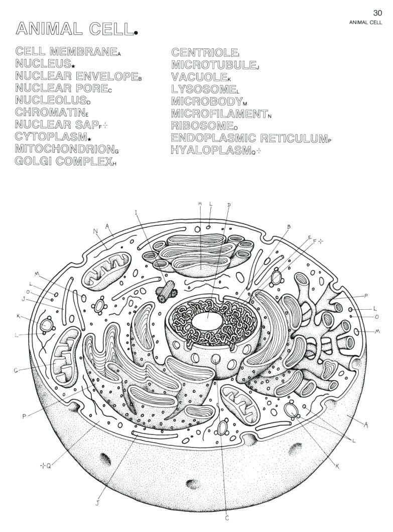 Plant Cell Coloring Sheet Labeled – Maddogsheetco Regarding Animal Cell Worksheet Labeling