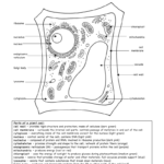 Plant Cell With Regard To Animal And Plant Cells Worksheet Answers
