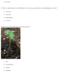 Plant Life Cycle Quiz  Worksheet For Kids  Study Regarding Plant Life Cycle Worksheet 3Rd Grade
