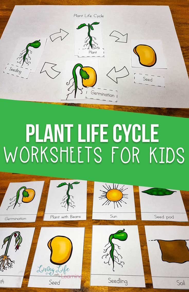 Plant Life Cycle Worksheets For Kids Inside Plant Life Cycle For Kindergarten Worksheet