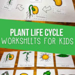 Plant Life Cycle Worksheets For Kids With Regard To Plant Worksheets For Kindergarten