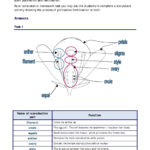 Plant Reproduction  Pollination And Fertilisation – Teachit Science In Plant Reproduction Worksheet