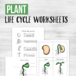 Plantlifecycleworksheets1  Money Saving Mom®  Money Saving Mom® With Plant Life Cycle For Kindergarten Worksheet