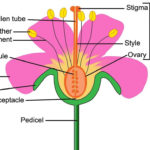 Pollination And Fertilisation Worksheet With Answers  Edplace Also Flower Anatomy Worksheet Key