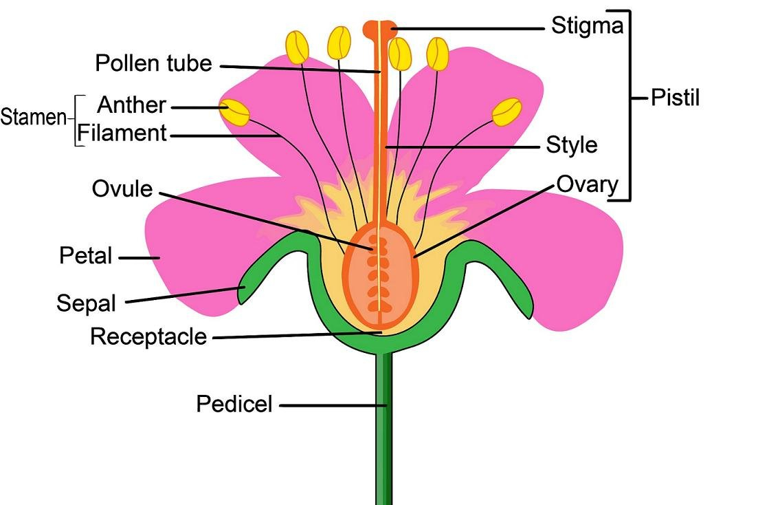Pollination And Fertilisation Worksheet With Answers  Edplace Also Flower Anatomy Worksheet Key